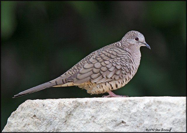 _2SB2372 inca dove.jpg
